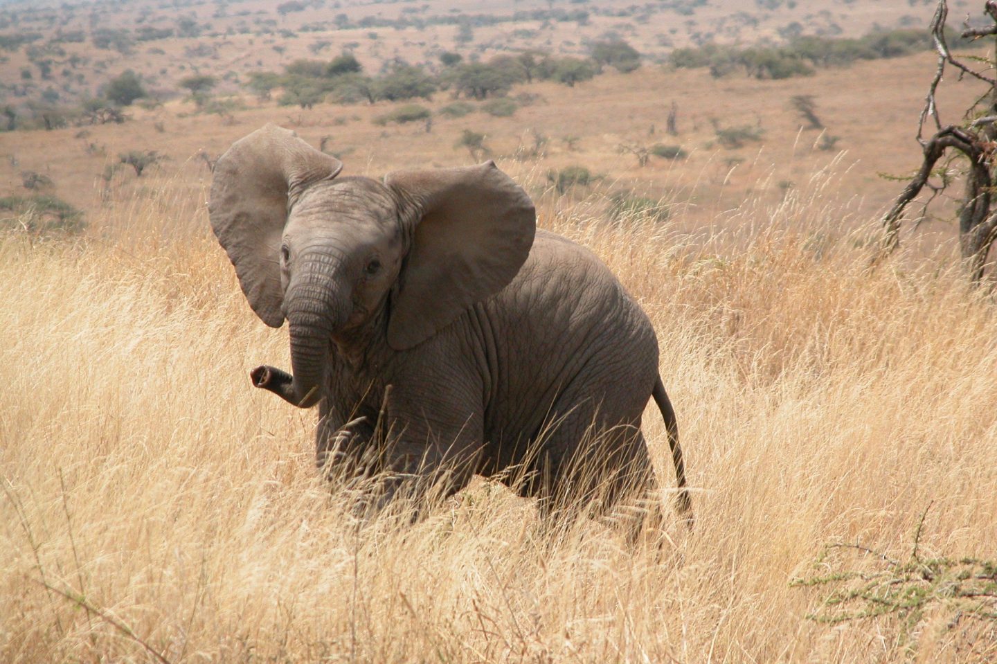 Tusk | African Savanna Elephant