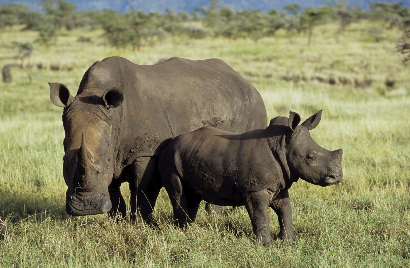 Rhino at Lewa Wildlife Conservancy, Kenya