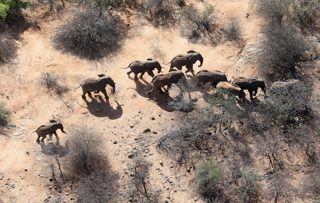 Elephant Herd from the Air