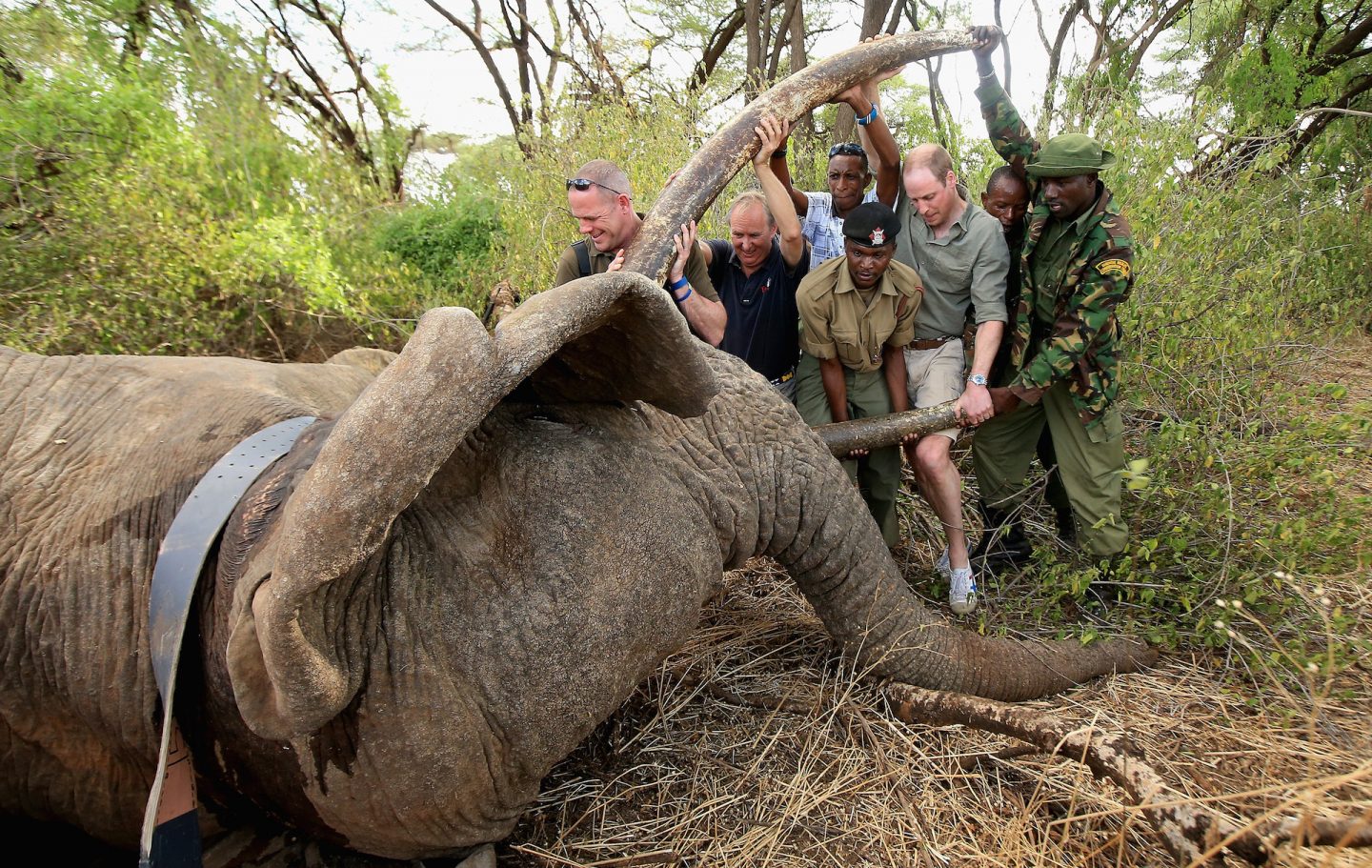 Charlie Mayhew, Prince William and Rangers with Elephant in Lewa on March 24, 2016 in Lewa, Kenya.