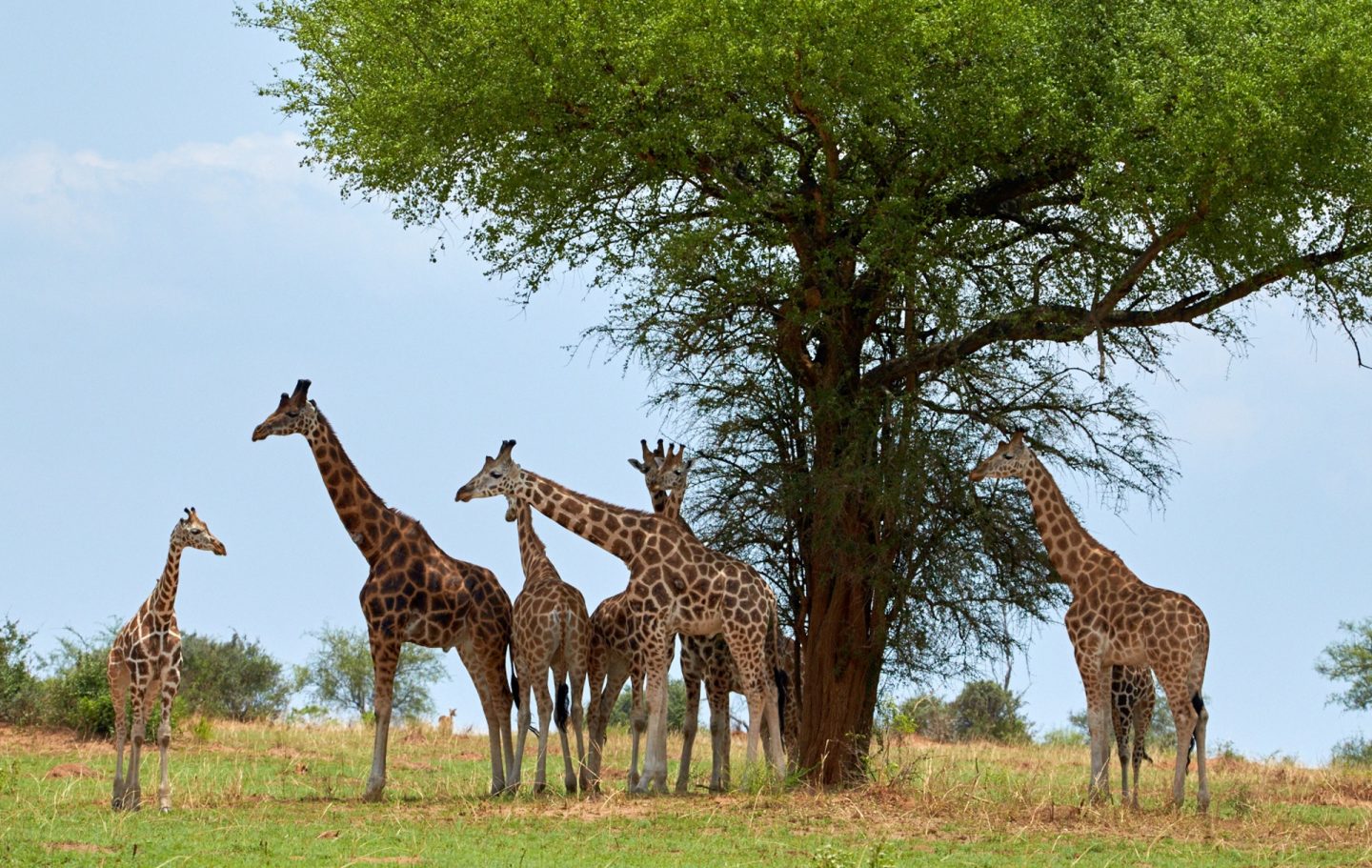 Rothschild's Giraffe © Nick-Wilcox-Brown