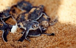 Tusk Trust - Lamu Marine Conservation Trust Turtle Hatch