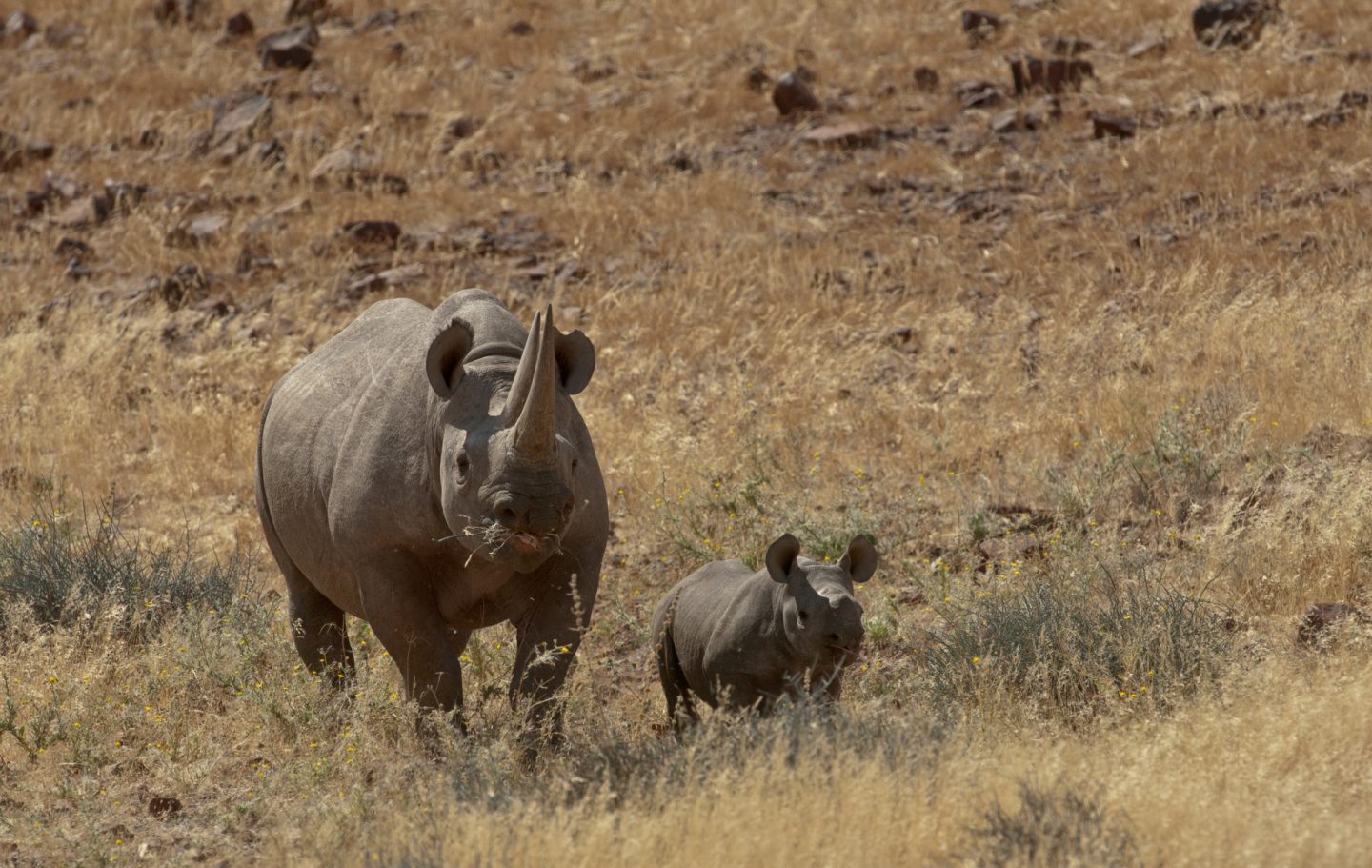 Tusk Trust - Save the Rhino Trust Trackers scan for rhino. Photo credit Christie Keulder. jpg