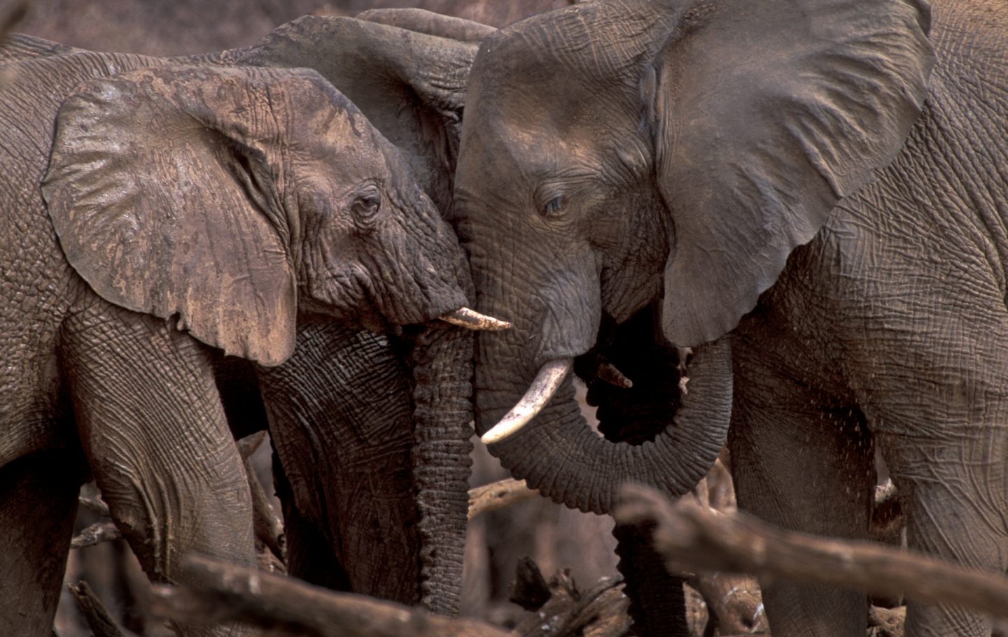 Tusk Trust - Mali Elephant Project © Carlton Ward