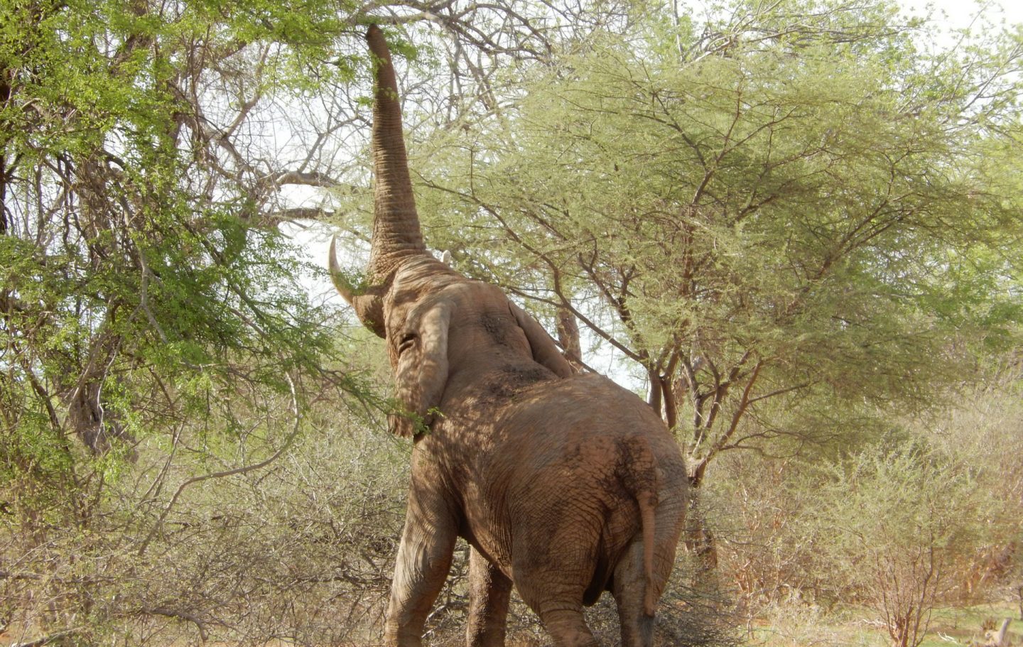 Tusk Trust - Save Valley Conservancy - Elephant on Mokore – Donovan Jooste