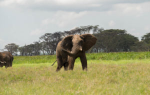 Elephant at Lewa Wildlife Conservancy