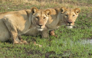 CLAWS Conservancy - Secharo and Sister