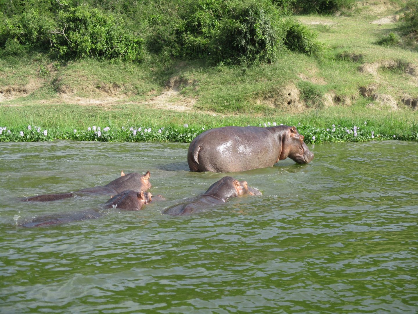 Hippos at Queen Elizabeth National Park