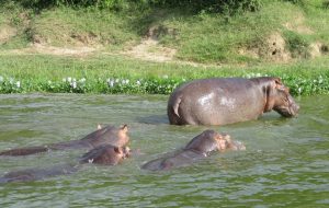 Hippos at Queen Elizabeth National Park