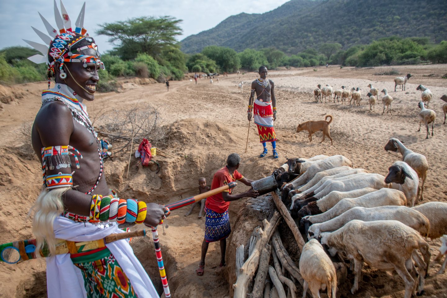  Culture: Samburu guides are encyclopaedias of knowledge and proud of their deep heritage which is still central to their way of life today. Living a semi nomadic lifestyle, cattle, as well as goats, sheep and camels, play a vital role in the Samburu way of life and culture. Credit: Kalepo