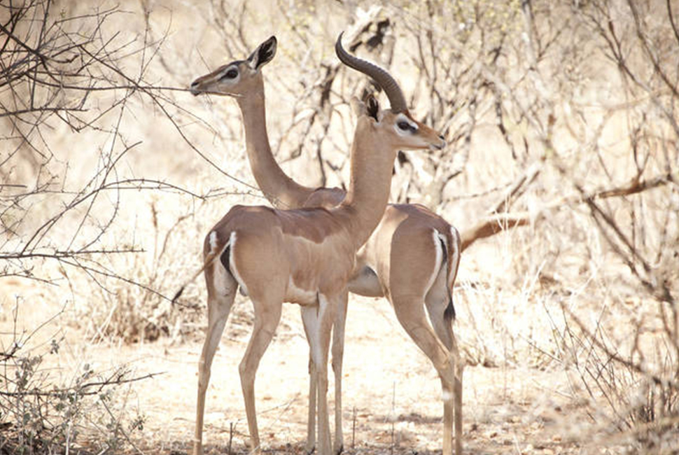 Wildlife: A spectacular location to spend time with lion, elephant and leopard, this ecosystem is home to five rare and endemic animals, nicknamed the Samburu Five, which are: Gerenuk (see photo), Somali Ostrich, Beira Oryx, Reticulated Giraffe and Grey Zebra. Credit: Sasaab