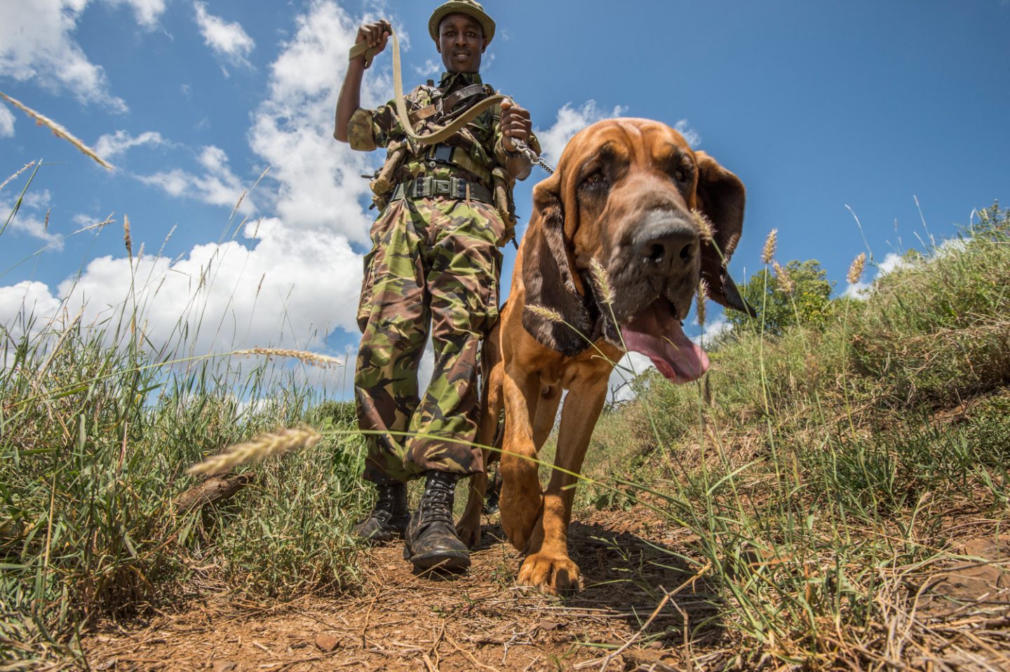 Conservation: We can arrange behind the scenes access to the onsite conservation and community departments including; meeting the Lewa dog handling unit and observe a demonstration of the scent tracking used to stop poachers, spend time with the security HQ and learn about the sophisticated system the rangers use to monitor wildlife, visit the Conservation Education Centre, one of their many Community Healthcare Clinics or spend time with the team providing water access to local communities and their livestock. All of these programmes are supported by Tusk.