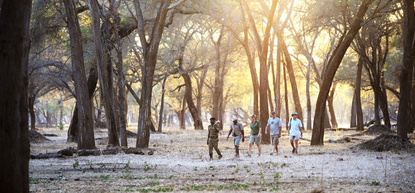 Walking Safaris: An absolute must whilst in Zambia is getting out of a 4x4 and join a morning walk or, for those who want to go a level further, we can arrange a specialist multi day walking safari in line with your interests.