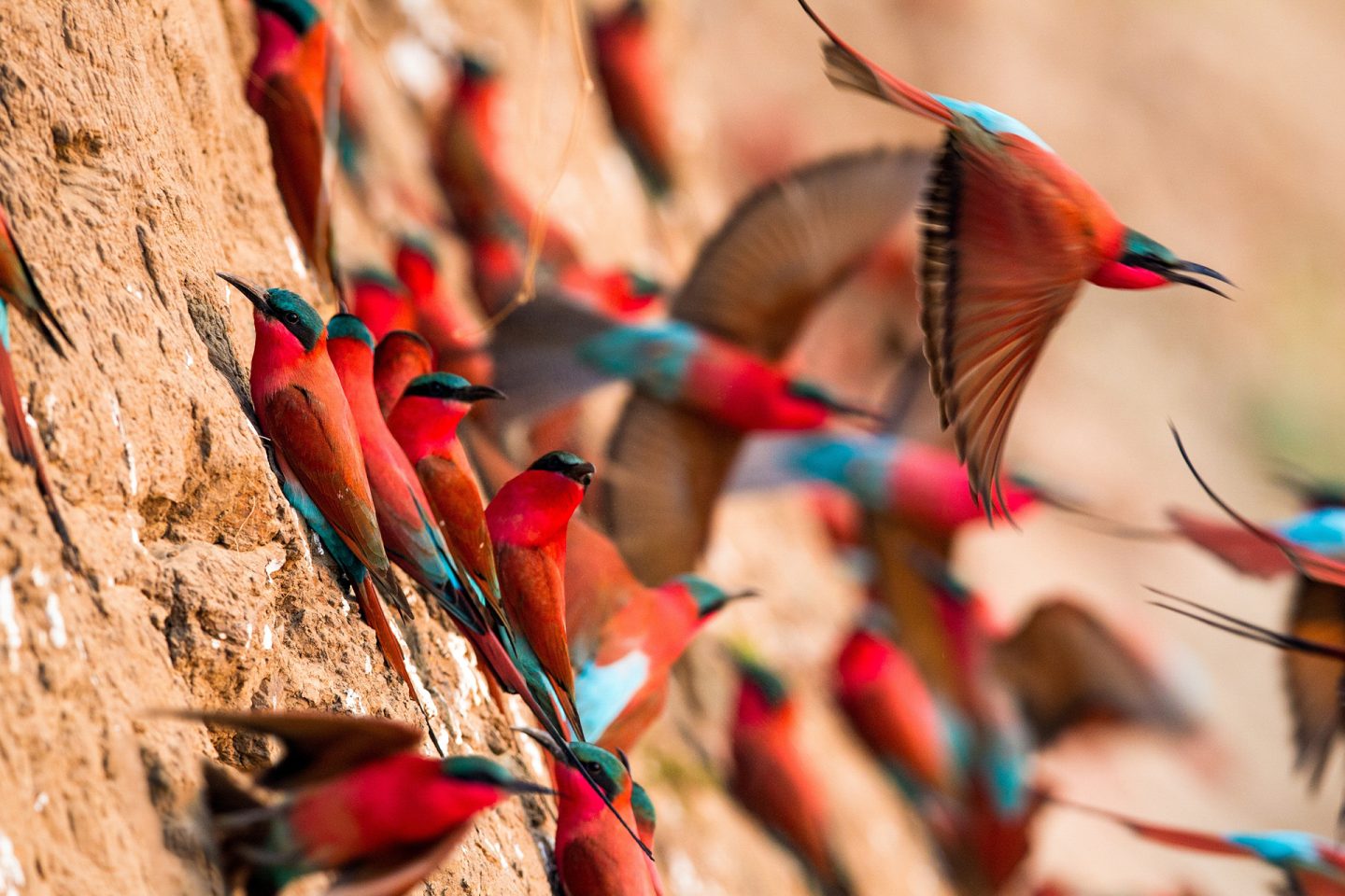 Colourful birds Zambia