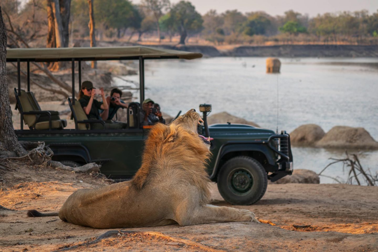 Lion yawning safari Zambia