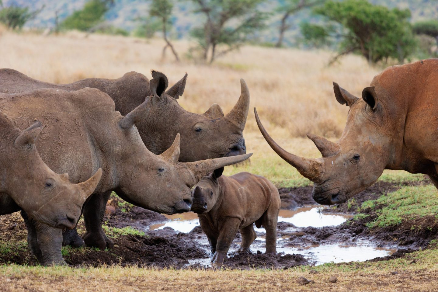 Rhino Family, Credit: Martin Harvey