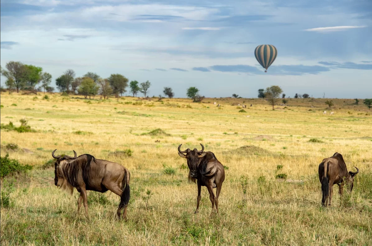 Sunrise safari over the Serengeti in a hot air balloon is a 'bucket list' for many travellers on safari. An exceptional, unforgettable experience floating above the plains with a birds eye view of the wildlife below.  Image Credit: Serengeti Balloon Safaris