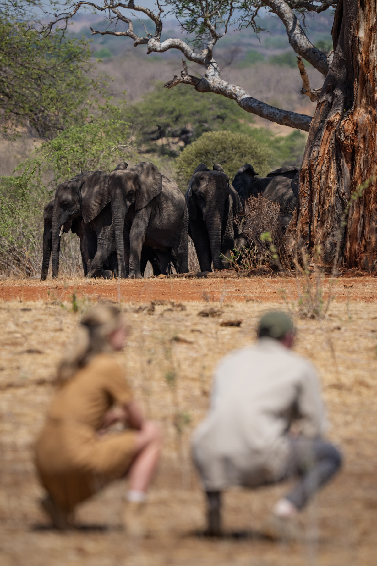 Walking safaris allow the opportunity to understand the smaller and wider aspects of safari. Spoor marks, dung types, vegetation medicinal elements, 'the little 5' and so much more. There is also the opportunity to walk with the larger resident wildlife. Image Credit: Jongomero