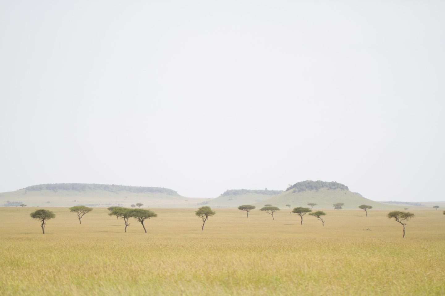 Serengeti. Image Credit: Nomad
