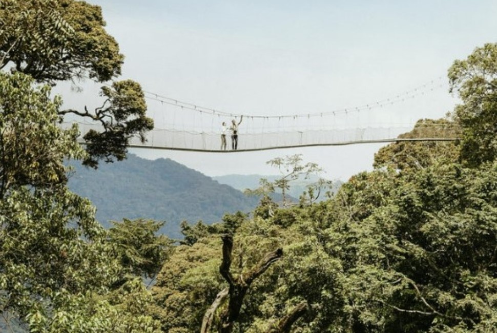 60-metres high up on the canopy walk in Nyungwe forest ©O&O Nyungwe