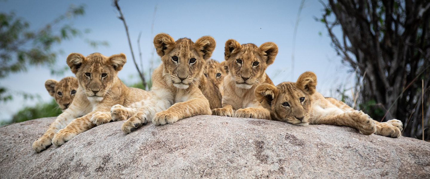 Lion cubs in Tanzania