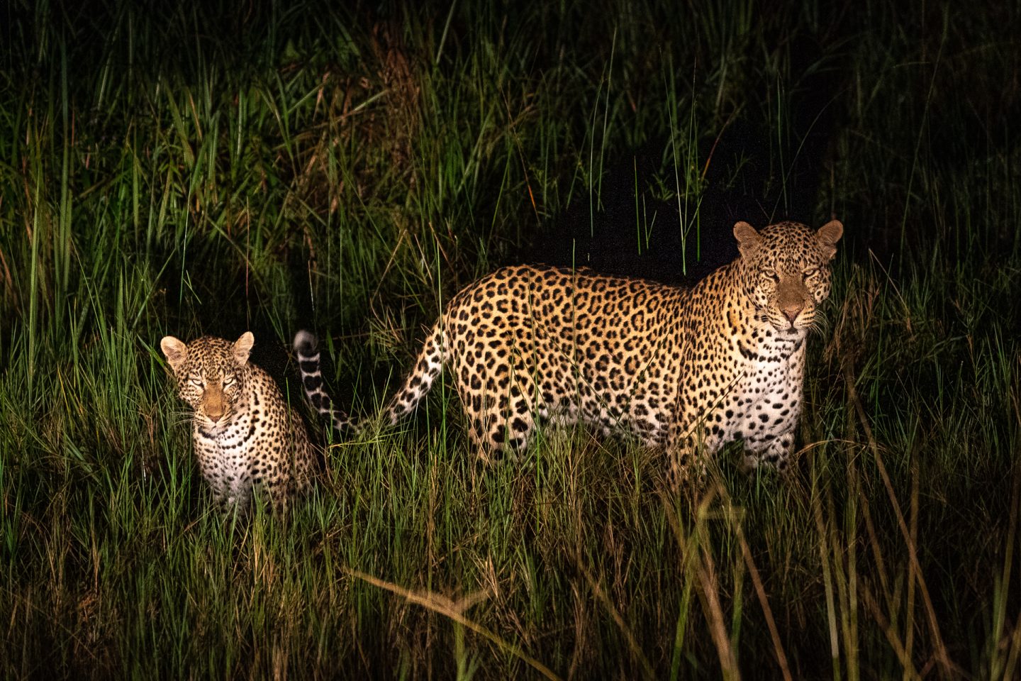 cheetah Rwanda