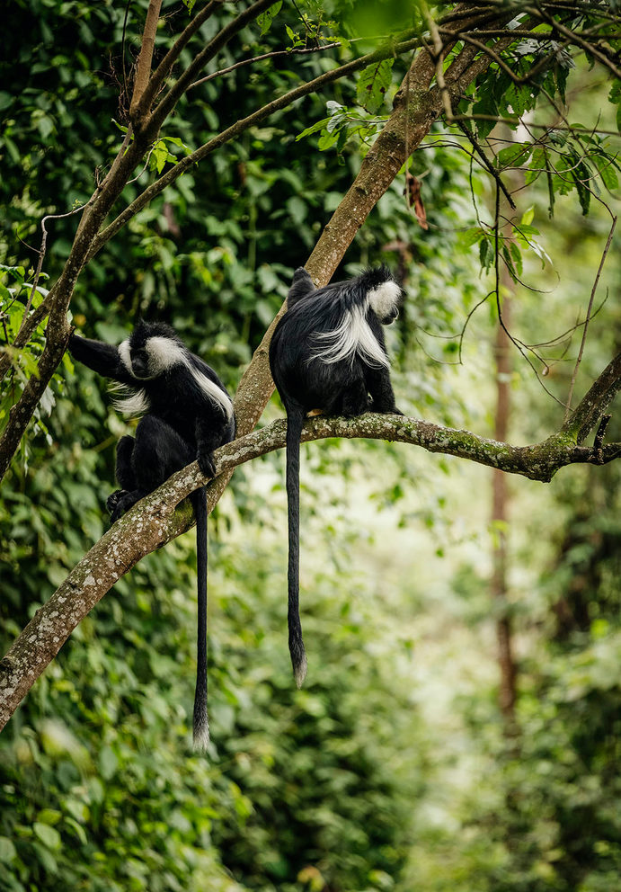 Colobus monkeys, one of the 12 primates to be spotted whilst in the Nyungwe Forest. ©O&O Nyungwe