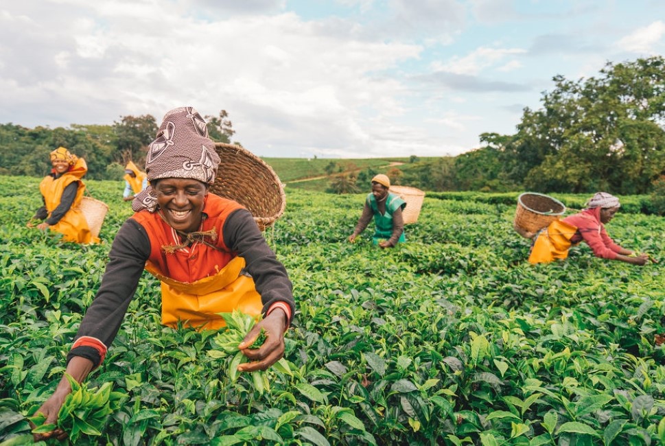 From Crop to Cup: Tea grows well in the Nyungwe region and is a precious commodity in the local area, providing an integral form of income to the local community. Join one of the team to learn about  the processes taken to produce a fine cup of Rwandan tea. ©O&O Nyungwe
