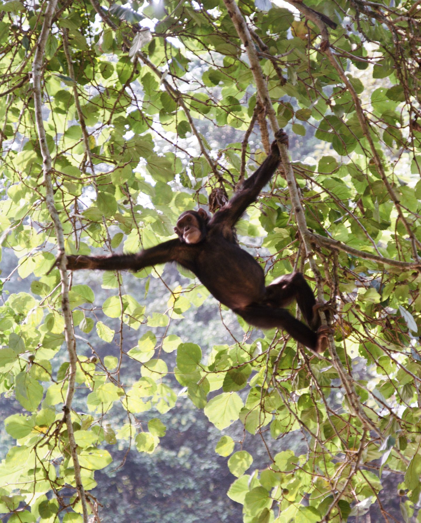 High in the canopy. ©Volcanoes Safari