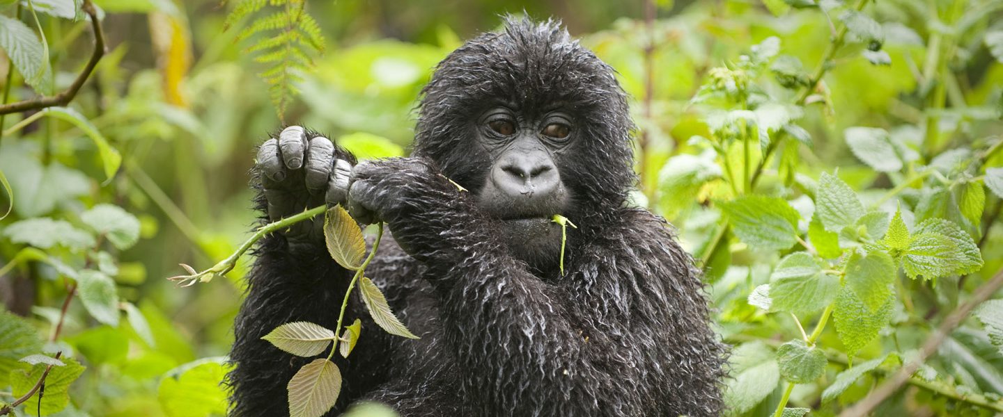 Mountain gorillas are critically endangered, so spending time with them for an hour is a privilege that must be undertaken in a sustainable, ethical way.