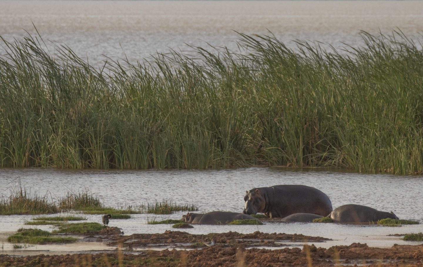 Hippo in the reed beds by Tsavo West.