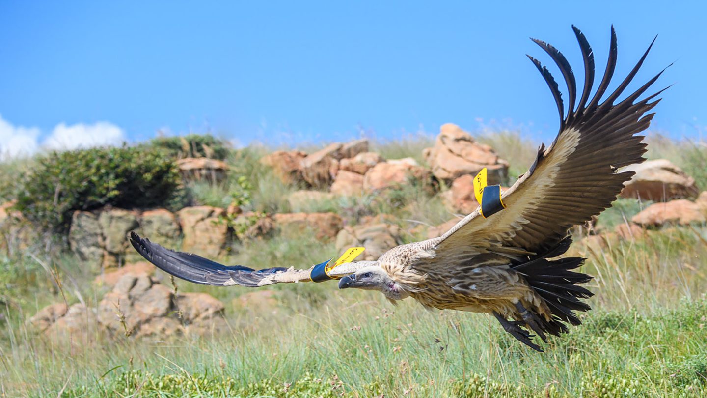 Tagged Vulture, monitored by Vulpro.