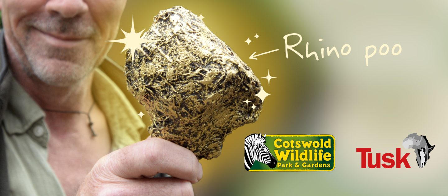 Gold rhino poo dung for auction to raise funds for Tusk