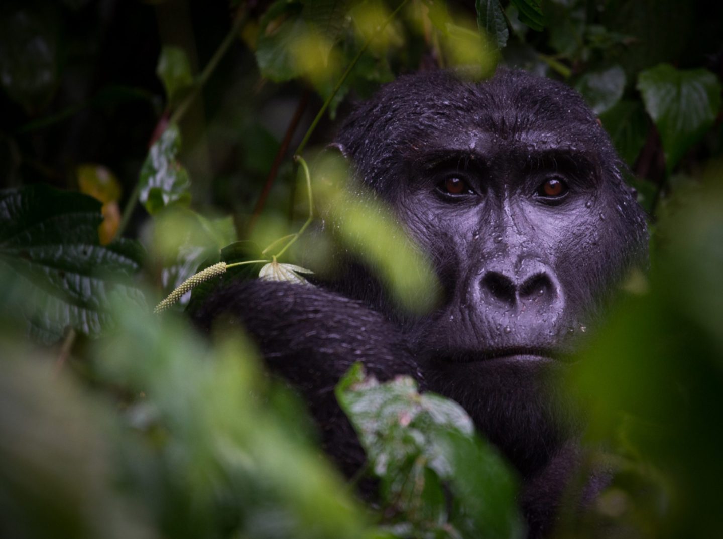 Adult male blackback gorilla. H group, Bwindi. Credits: Jo-Anne Unbound Project