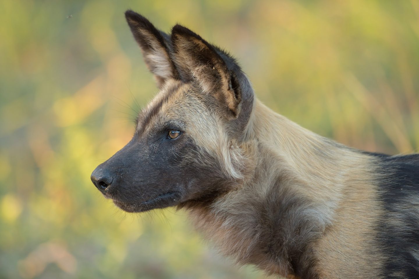 Jealous Mpofu - Painted Dog Conservation - Tusk Wildlife Ranger Award