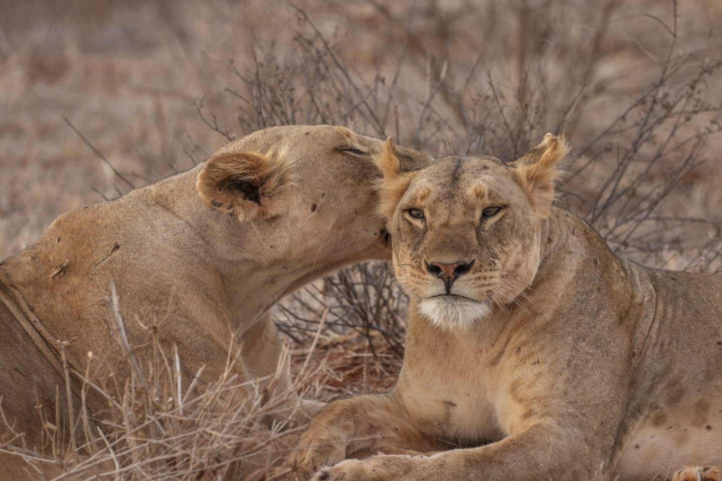 Lioness Game Drive