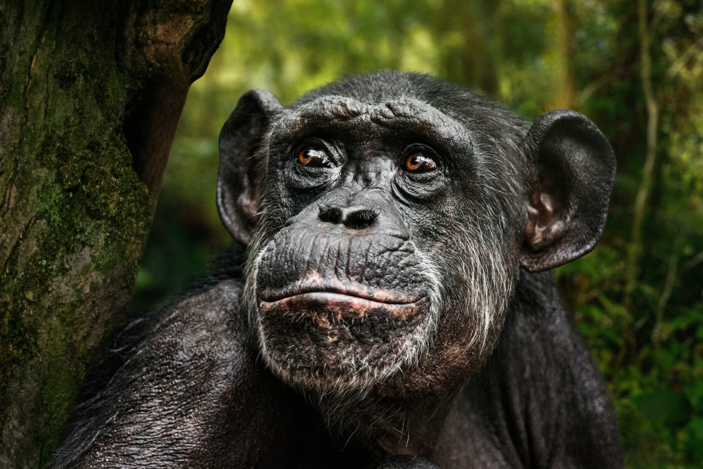 Chimpanzee portrait
