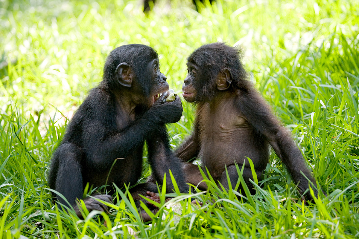 podcast-Baby bonobos looking at each other. Photo by Andrey Gudkov, for Friends of Bonobos