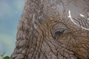 Close up of an Savannah Elephant's eye