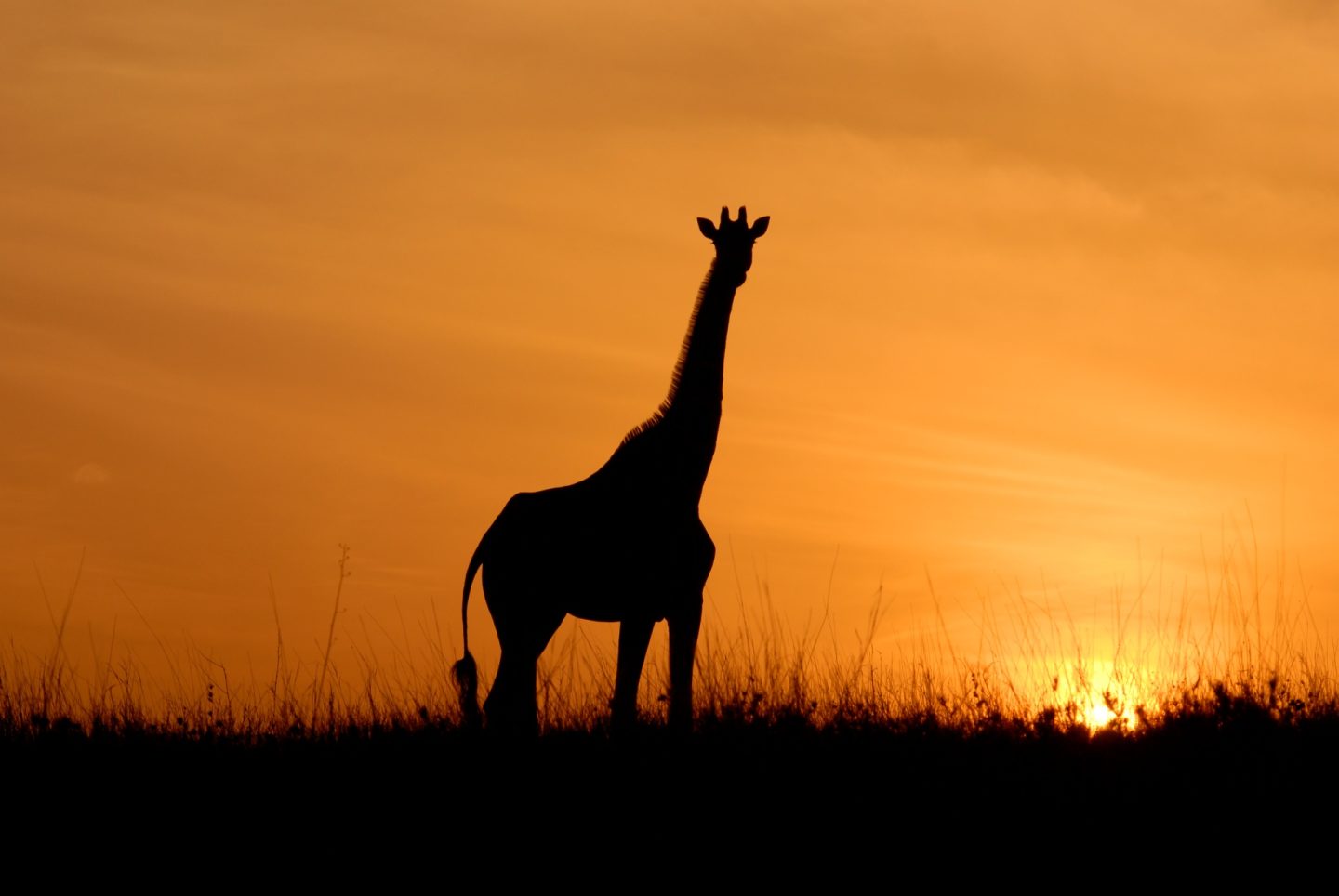 Sunrise silhouette of a Giraffe Credit Lewa Wildlife Conservancy